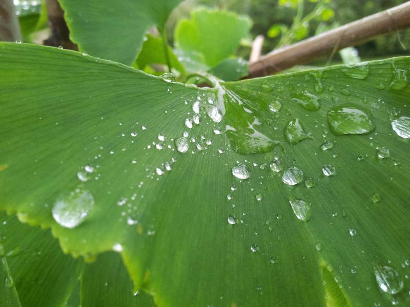 大暑 | 上汤浸苋菜——红汤见喜，清热解暑