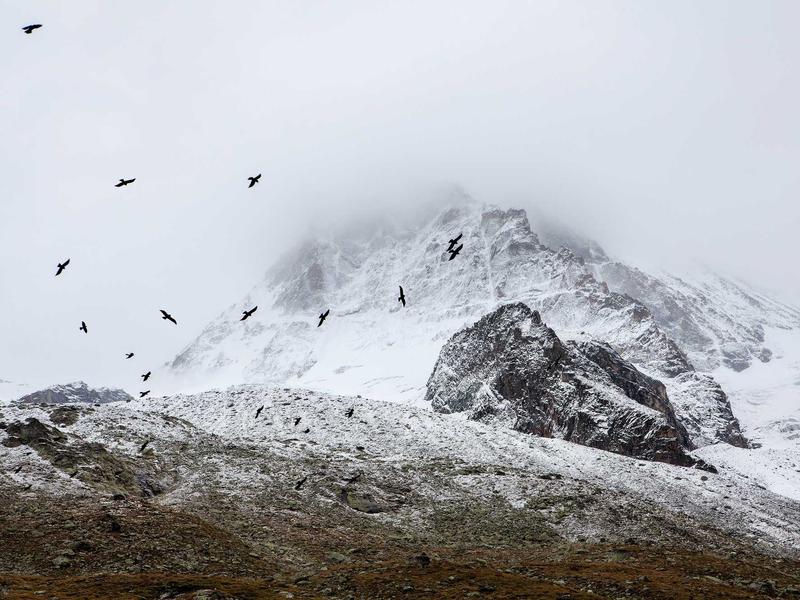 远离流脑威胁：从症状识别到疫苗防护